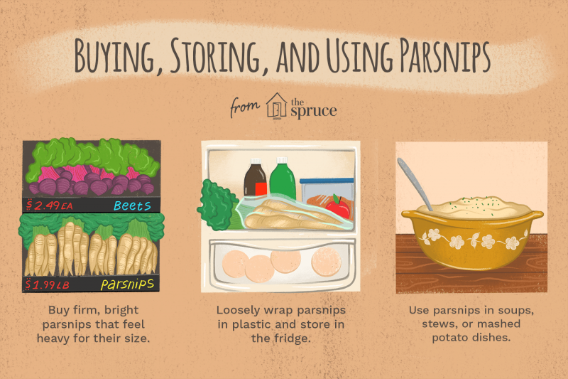 What Are Parsnips?